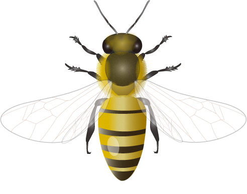 https://commons.wikimedia.org/wiki/File:201109_honey_bee.png